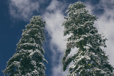 被雪覆盖的两棵树